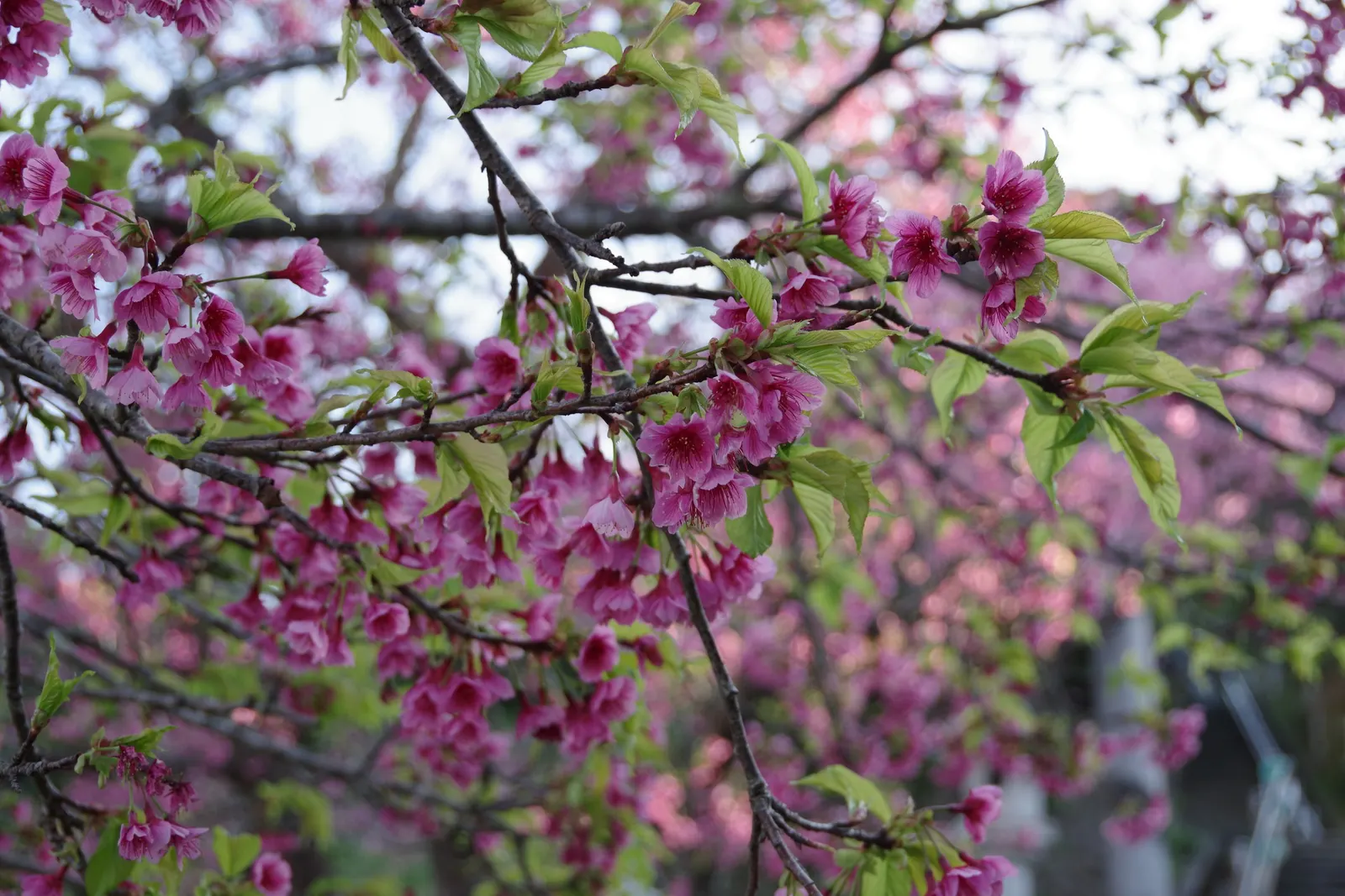 Taiwan Cherry (Prunus X Incam 'Okame') — demonstrating a more robust constitution against heat and humidity than many other cherry cultivars