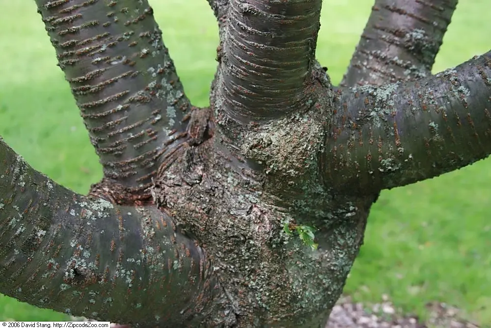 Taiwan Cherry (Prunus X Incam 'Okame') — Its leaves emerge bronze to green in color