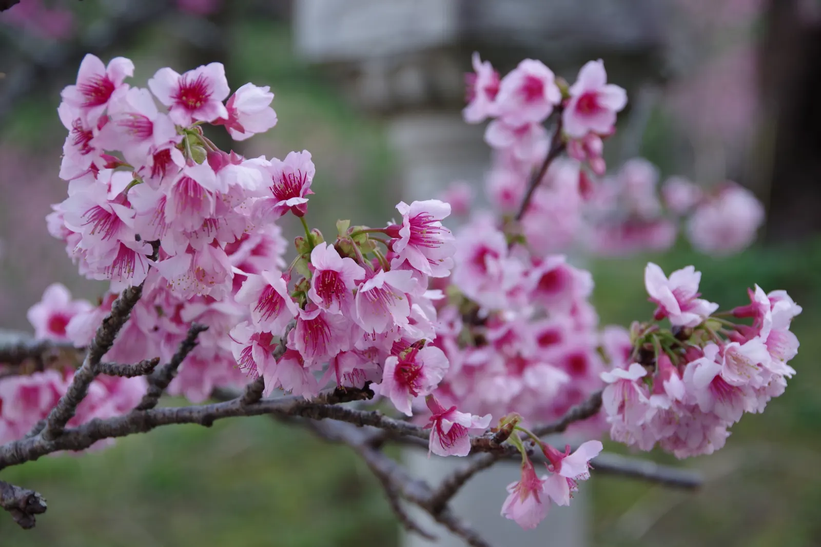 Taiwan Cherry (Prunus X Incam 'Okame') — which is beneficial for southern landscapes