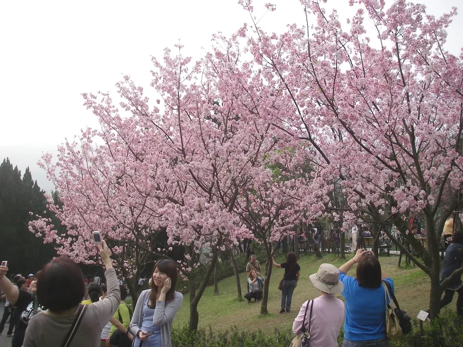 Taiwan Cherry (Prunus X Incam 'Okame') — It requires minimal pruning, which should be conducted after flowering to maintain shape and health