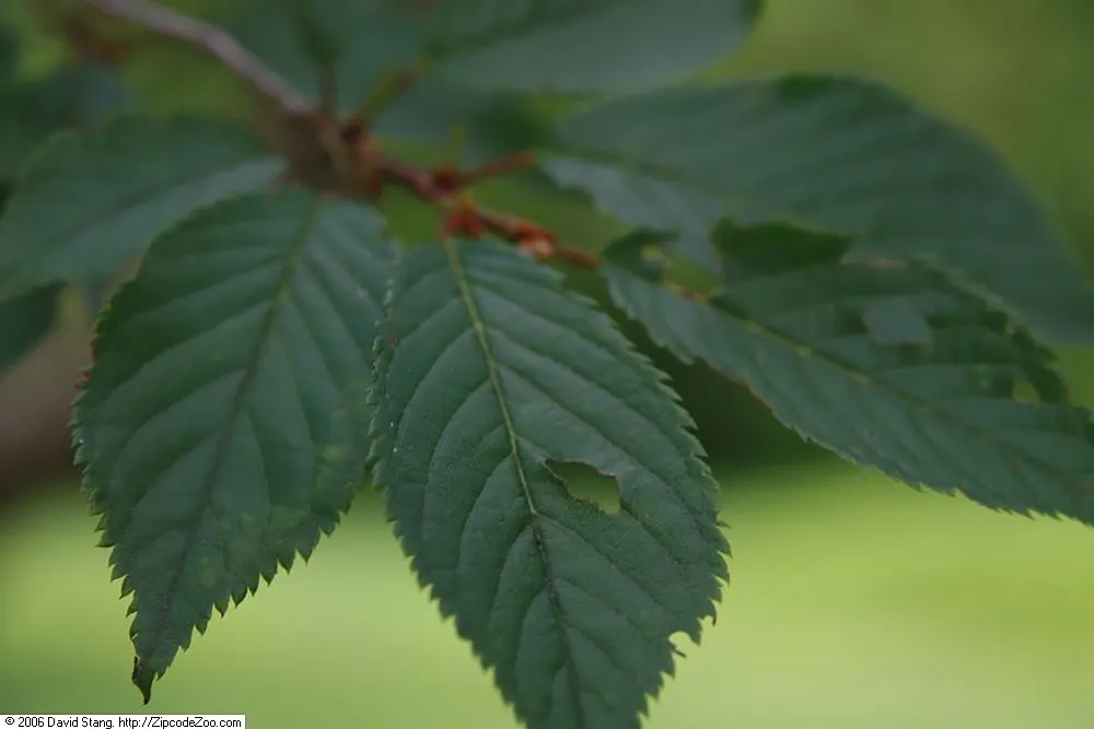 Taiwan Cherry (Prunus X Incam 'Okame') — scientifically known as Prunus x incam 'Okame'