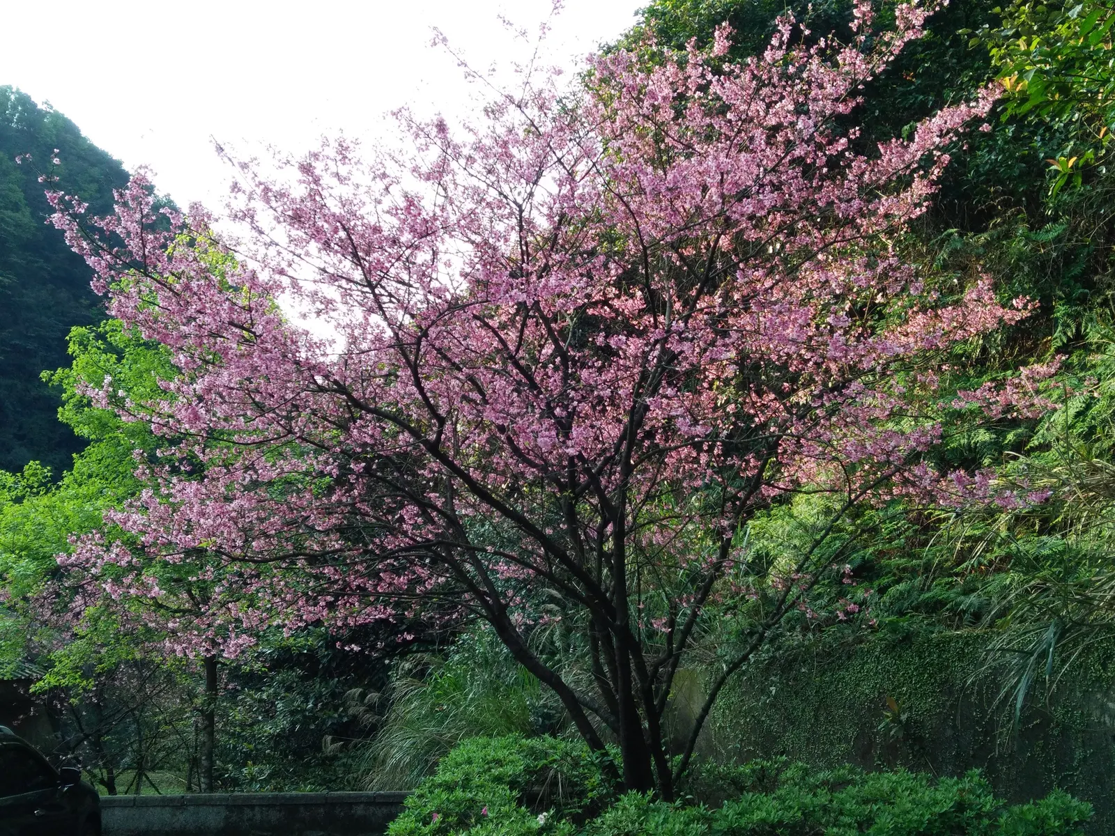 Taiwan Cherry (Prunus X Incam 'Okame') — offering a spectacular show alongside low-maintenance benefits