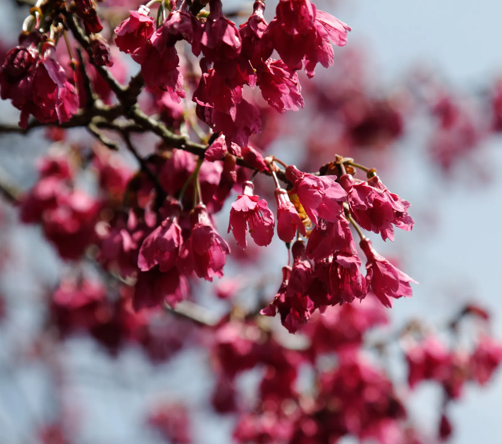 Taiwan Cherry (Prunus X Incam 'Okame') — Its leaves turn orange-red in fall, adding seasonal interest to any landscape design
