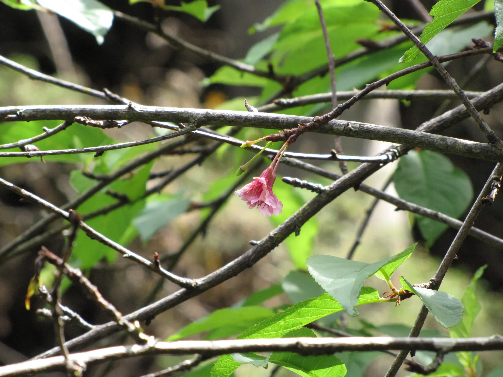 Taiwan Cherry (Prunus X Incam 'Okame') — typically blooming in March