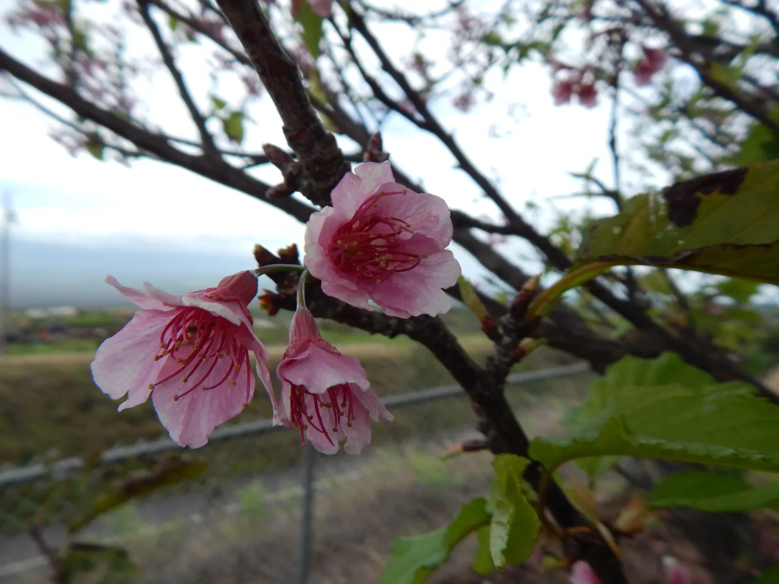 Taiwan Cherry (Prunus X Incam 'Okame') — the 'Okame' boasts a rounded to vase-shaped habit that offers a dense canopy of foliage