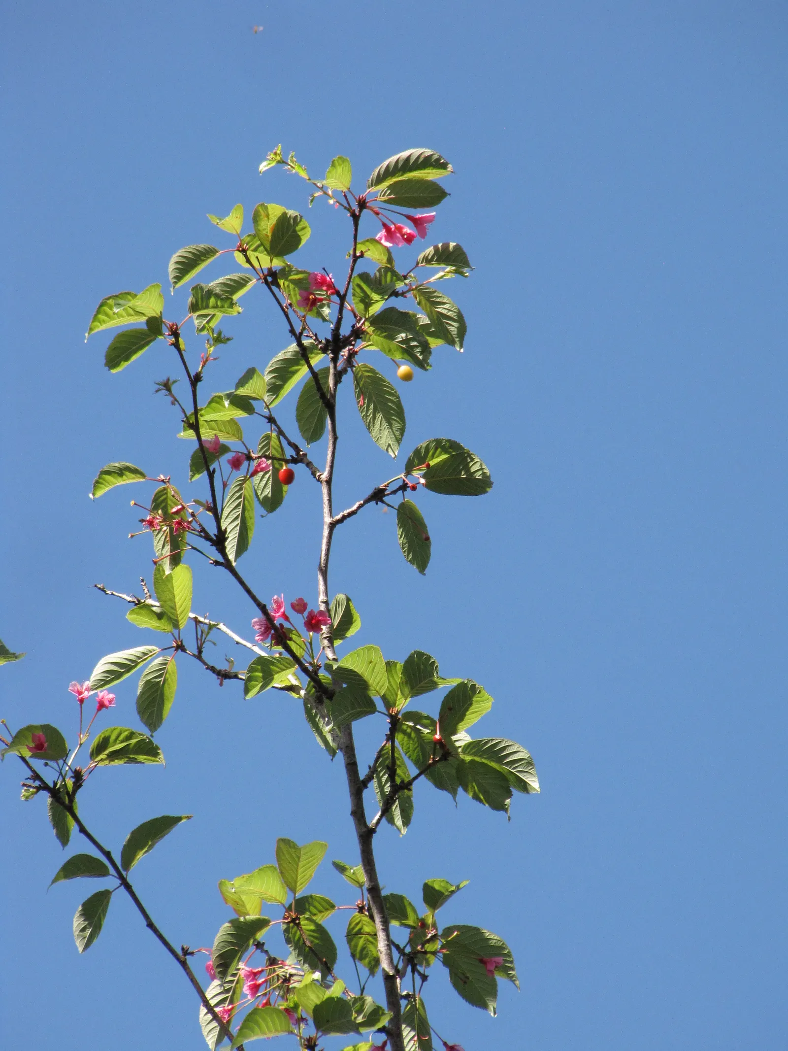 Taiwan Cherry (Prunus X Incam 'Okame') — A deciduous tree, it reaches heights of 15-25 feet with a 15-20 foot spread, featuring a rounded canopy