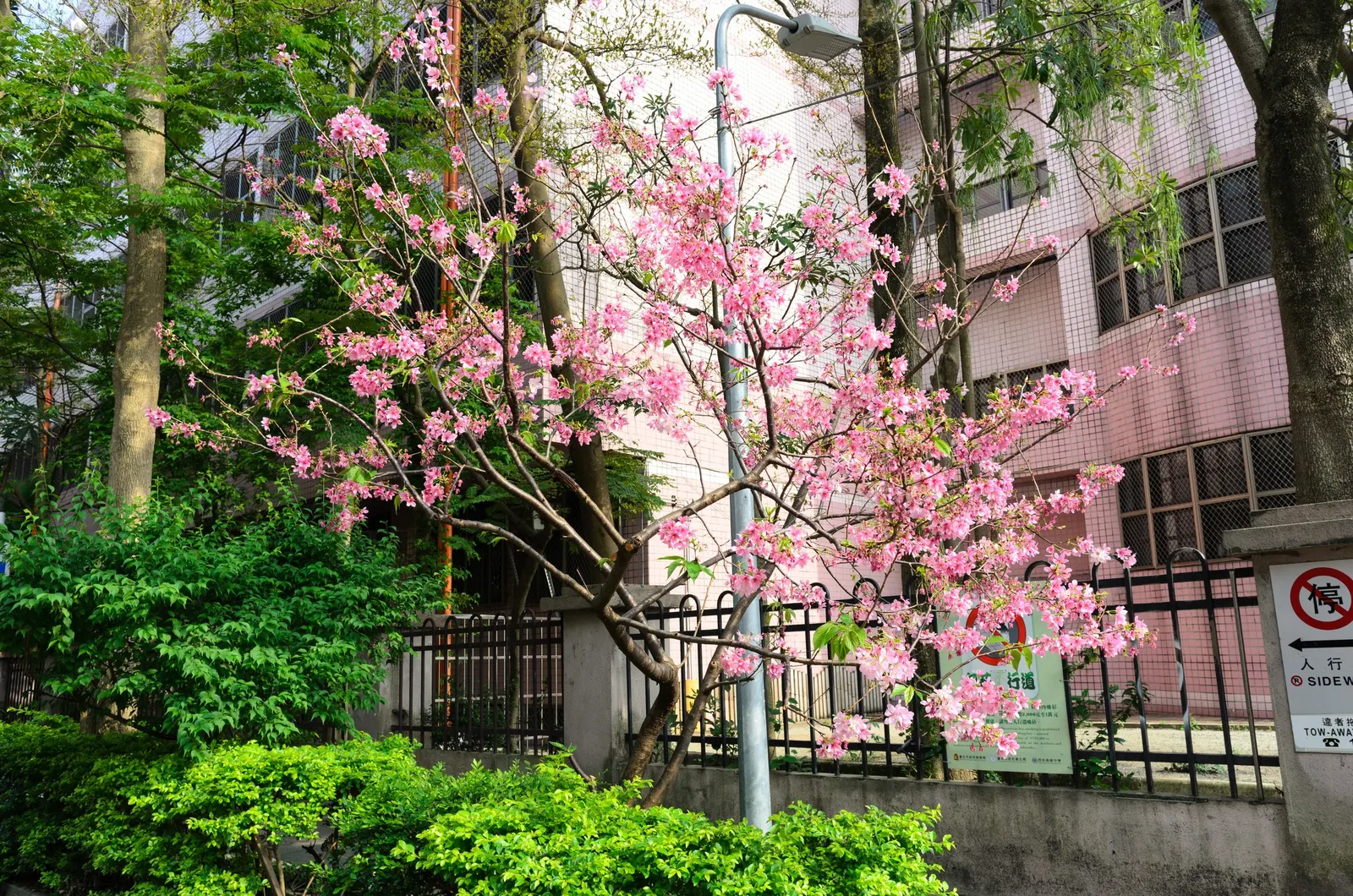 Taiwan Cherry (Prunus X Incam 'Okame') — as it thrives in USDA Zones 6-9
