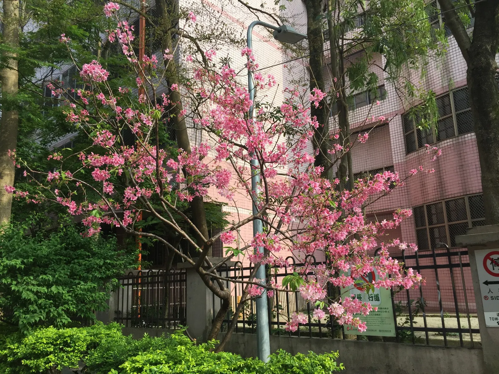 Taiwan Cherry (Prunus X Incam 'Okame') — consider the 'Okame' cherry for its standout spring color and attractive autumn foliage