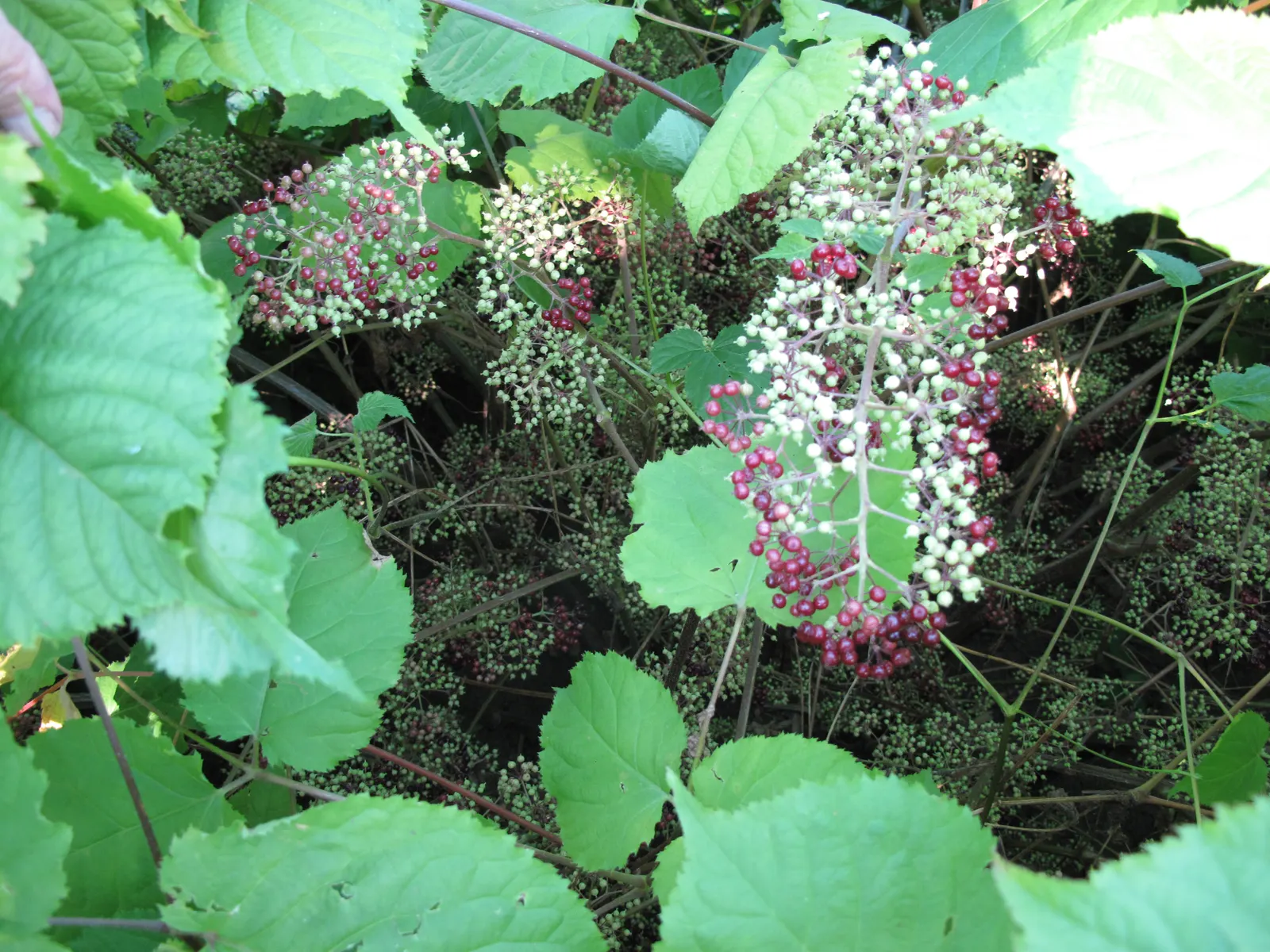 American Spikenard (Aralia Racemosa) — white flowers in the garden; coarse texture in the landscape.<br><br>Reaching an average height of 3 to 5 feet with a