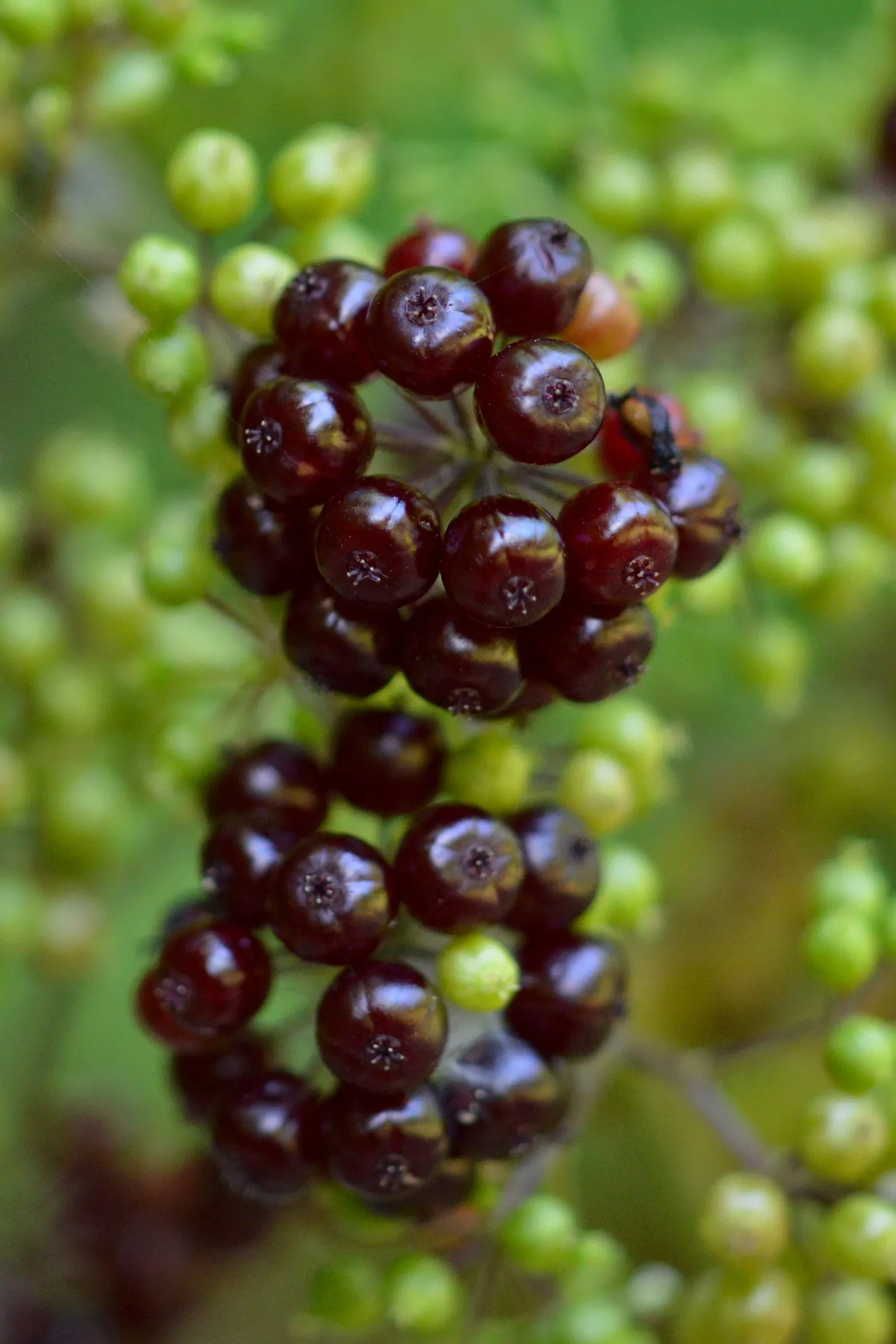 American Spikenard (Aralia Racemosa) — Thrives in partial shade to full shade and prefers moist, fertile soil; coarse texture in the landscape.<br><br>Reaching
