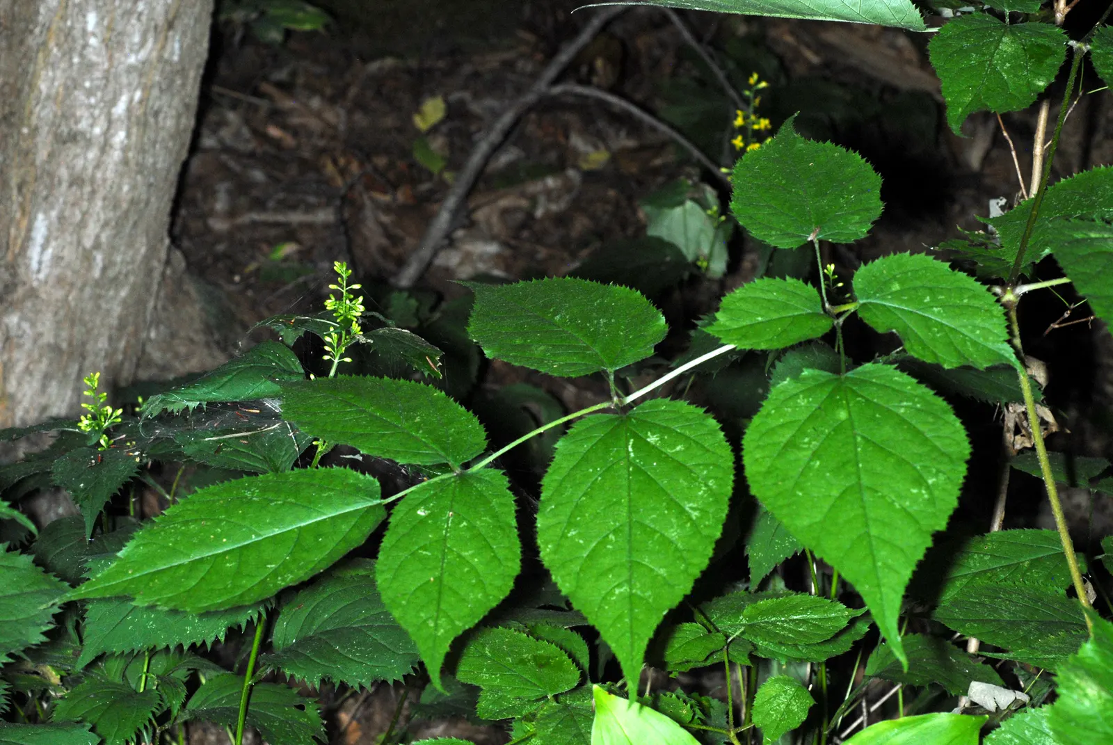 American Spikenard (Aralia Racemosa) — which are also a food source for birds.<br><br>For optimal growth; coarse texture in the landscape.<br><br>Reaching an