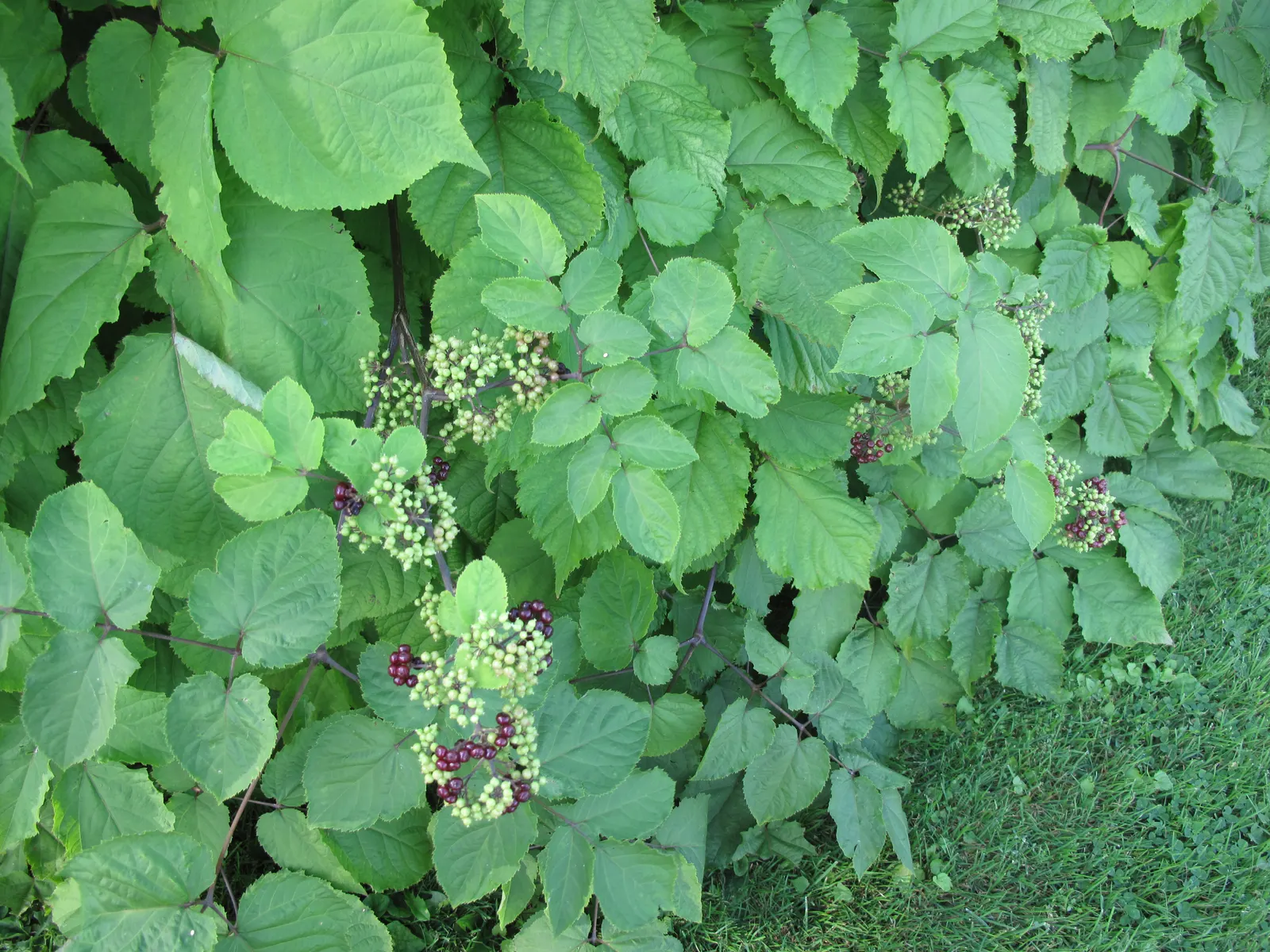 American Spikenard (Aralia Racemosa) — Reaching up to 3-4 feet tall with a similar spread; coarse texture in the landscape.<br><br>Reaching an average height
