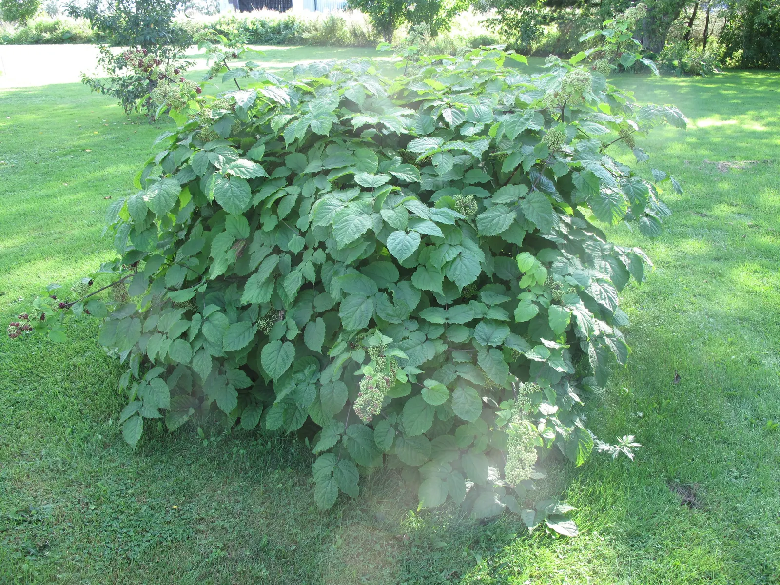 American Spikenard (Aralia Racemosa) — and it prefers partial to full shade conditions; compound racemes in summer