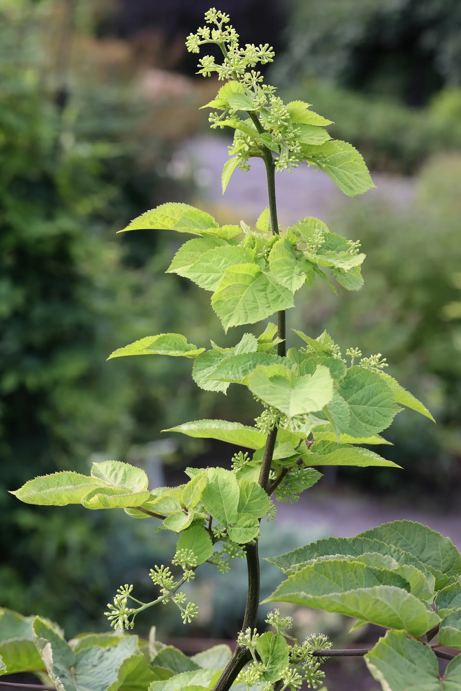 American Spikenard (Aralia Racemosa) — Aralia racemosa requires moist; which are also a food source for birds.<br><br>For optimal growth