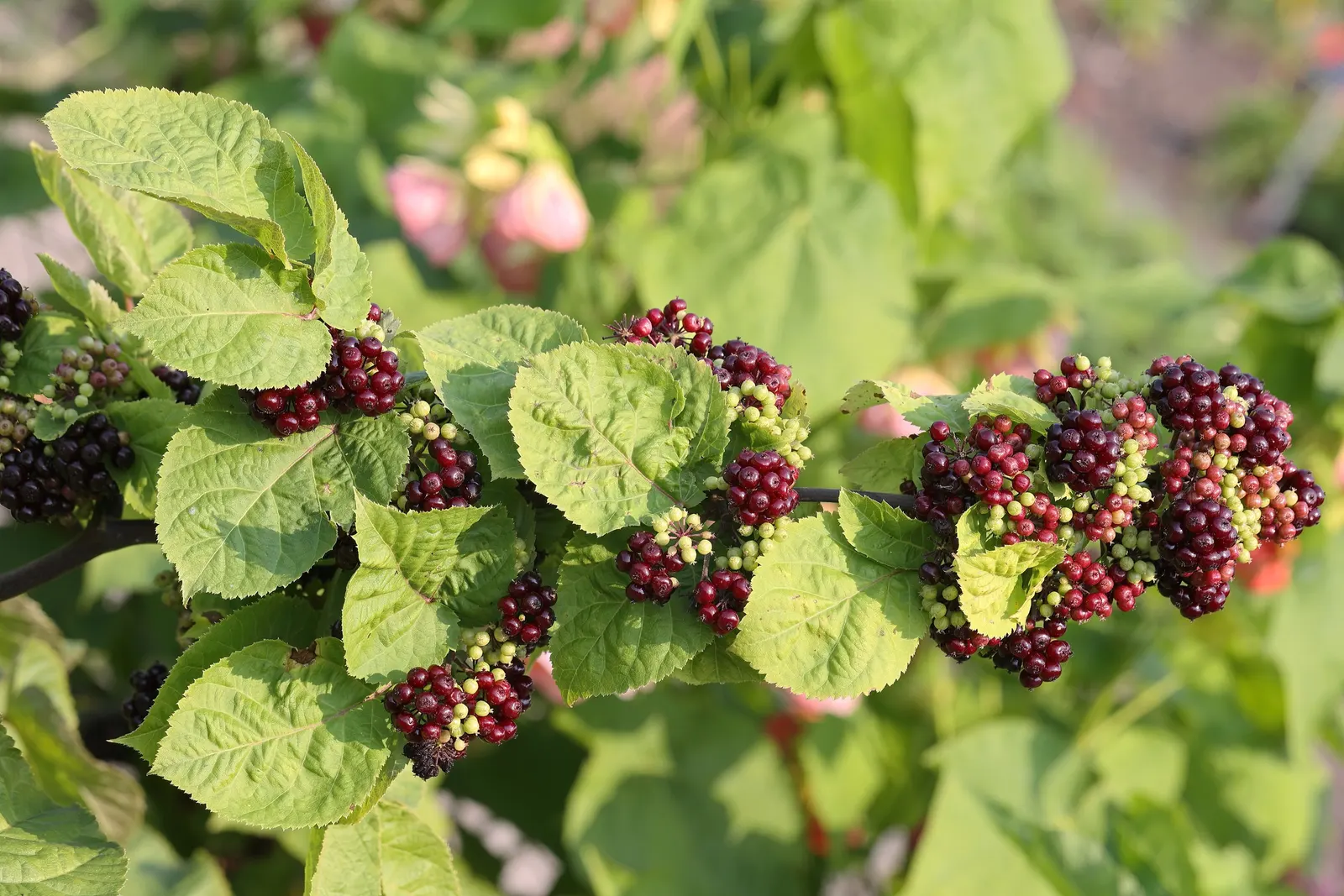 American Spikenard (Aralia Racemosa) — commonly known as American Spikenard