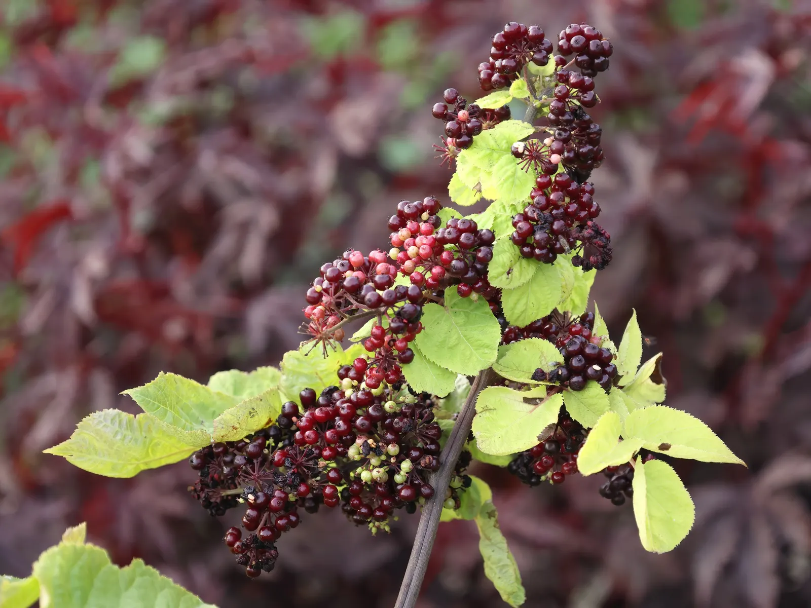 American Spikenard (Aralia Racemosa) — The American Spikenard can be a striking addition to a native garden