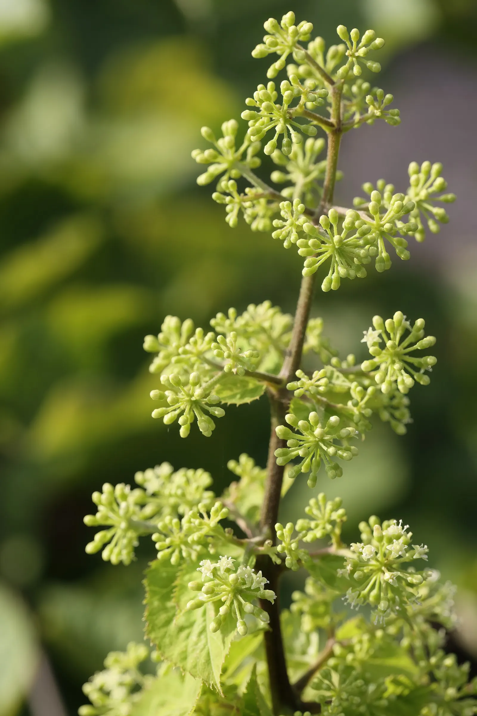 American Spikenard (Aralia Racemosa) — and it prefers partial to full shade conditions