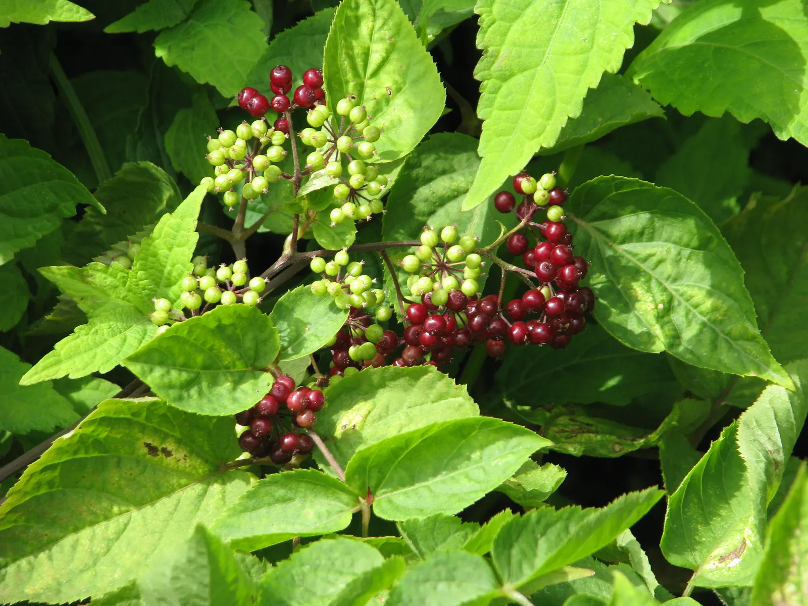 American Spikenard (Aralia Racemosa) — the American Spikenard presents a lush