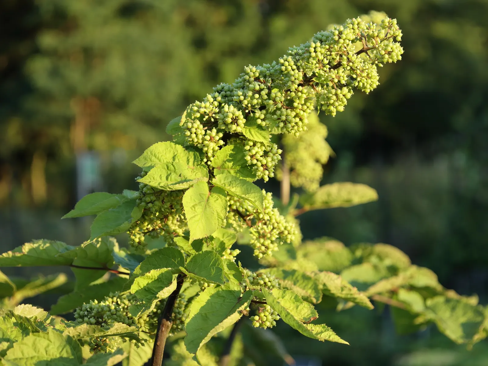 American Spikenard (Aralia Racemosa) — greenish-white flowers arranged in showy; which are also a food source for birds.<br><br>For optimal growth