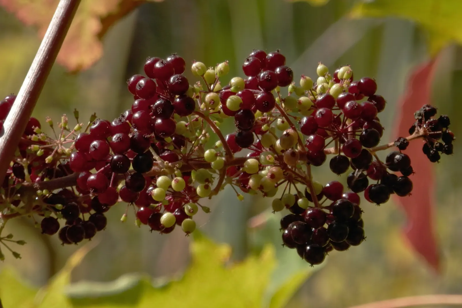 American Spikenard (Aralia Racemosa) — The American Spikenard can be a striking addition to a native garden; providing both aesthetic appeal and ecological