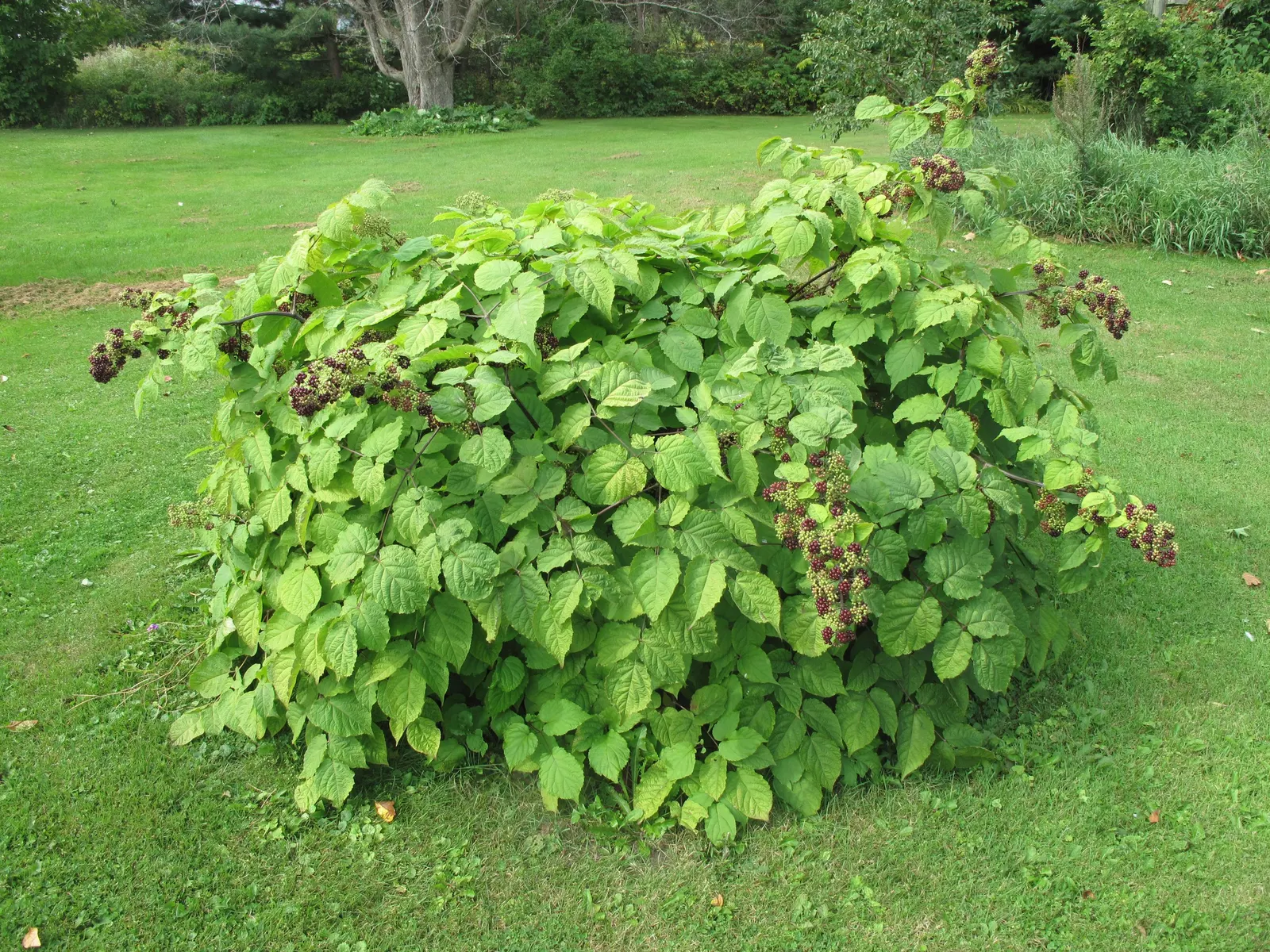American Spikenard (Aralia Racemosa) — is a deciduous perennial plant native to the rich woodlands of Eastern North America; compound racemes in summer