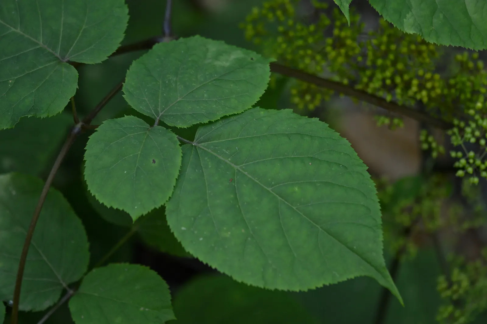 American Spikenard (Aralia Racemosa) — which can grow up to 8 inches long