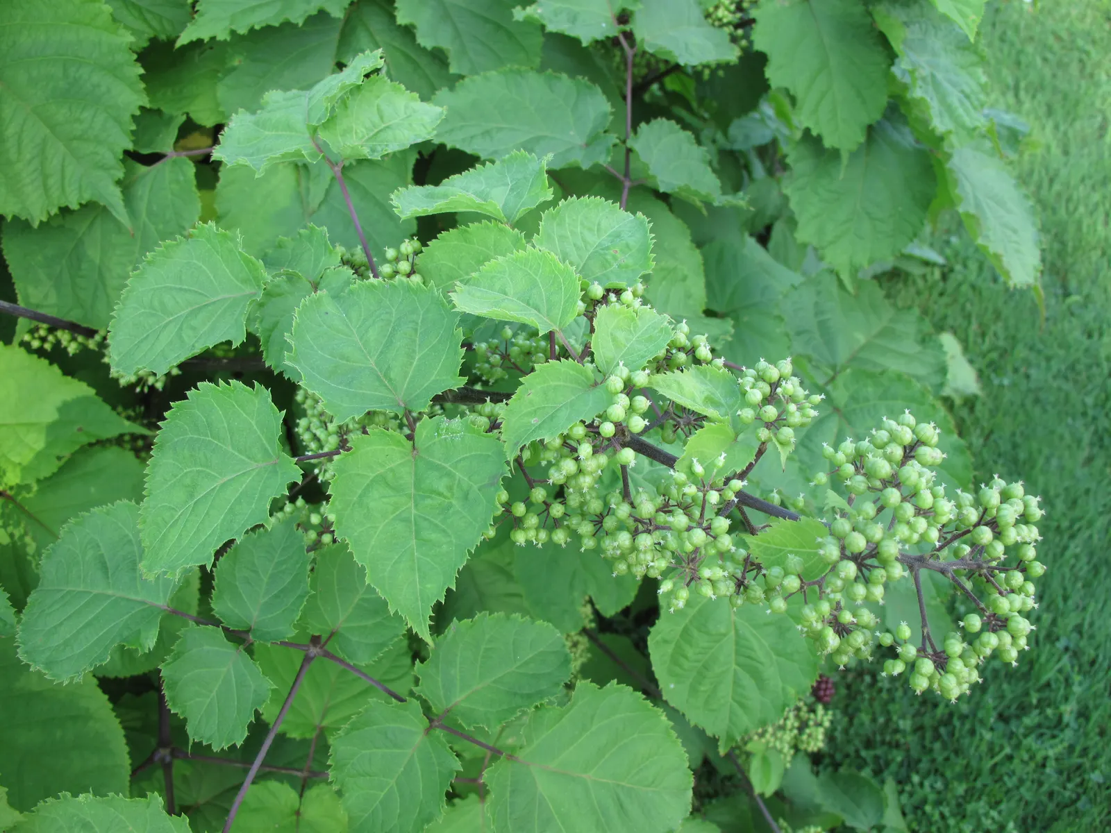 American Spikenard (Aralia Racemosa) — which can grow up to 8 inches long; which are also a food source for birds.<br><br>For optimal growth, image 71