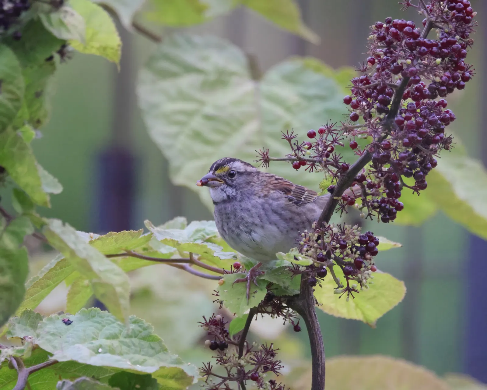 American Spikenard (Aralia Racemosa) — the American Spikenard presents a lush; providing both aesthetic appeal and ecological benefits