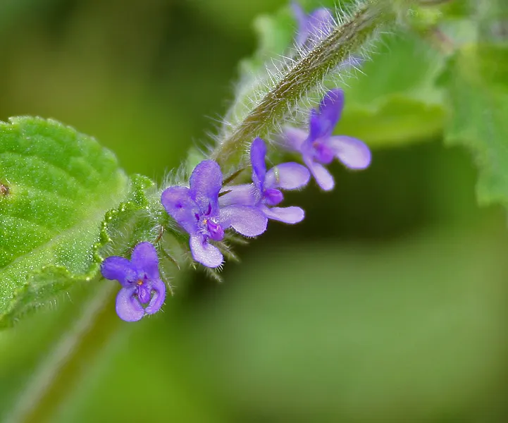 American Spikenard (Aralia Racemosa) — followed by dark purple berries; compound racemes in summer, image 61