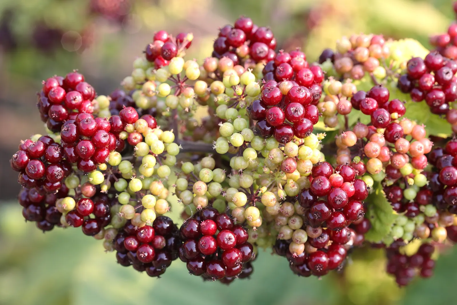 American Spikenard (Aralia Racemosa) — shade-tolerant herbaceous species that belongs to the Araliaceae family; coarse texture in the, image 66