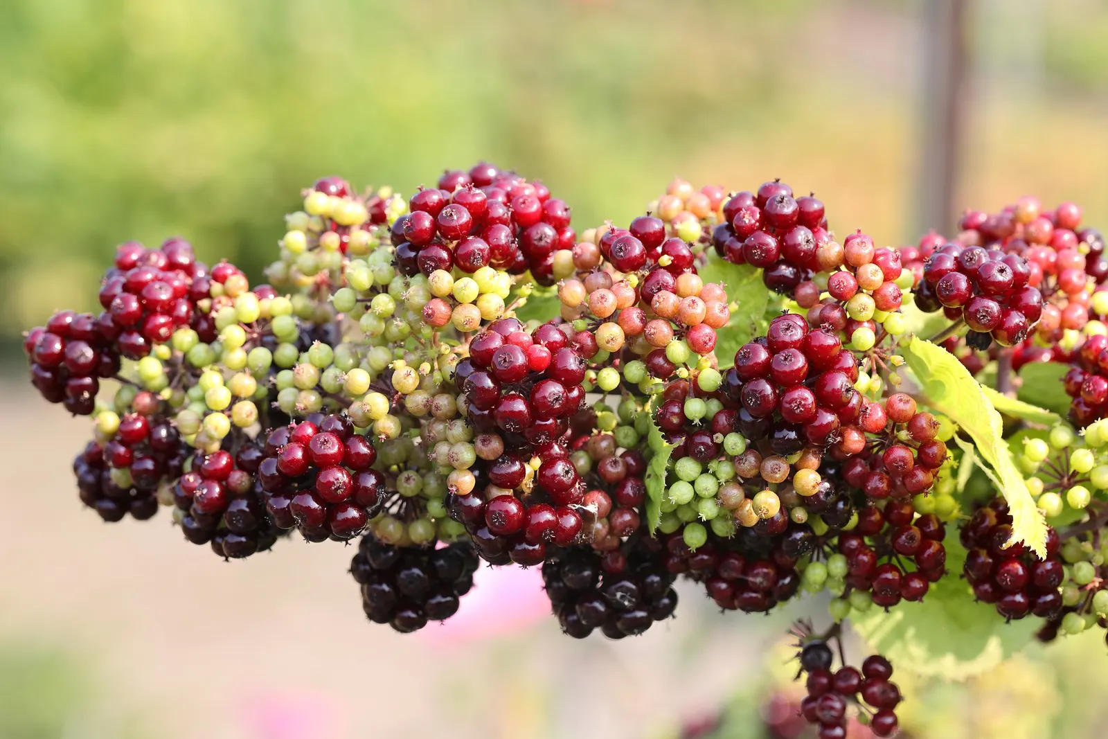 American Spikenard (Aralia Racemosa) — which are also a food source for birds.<br><br>For optimal growth
