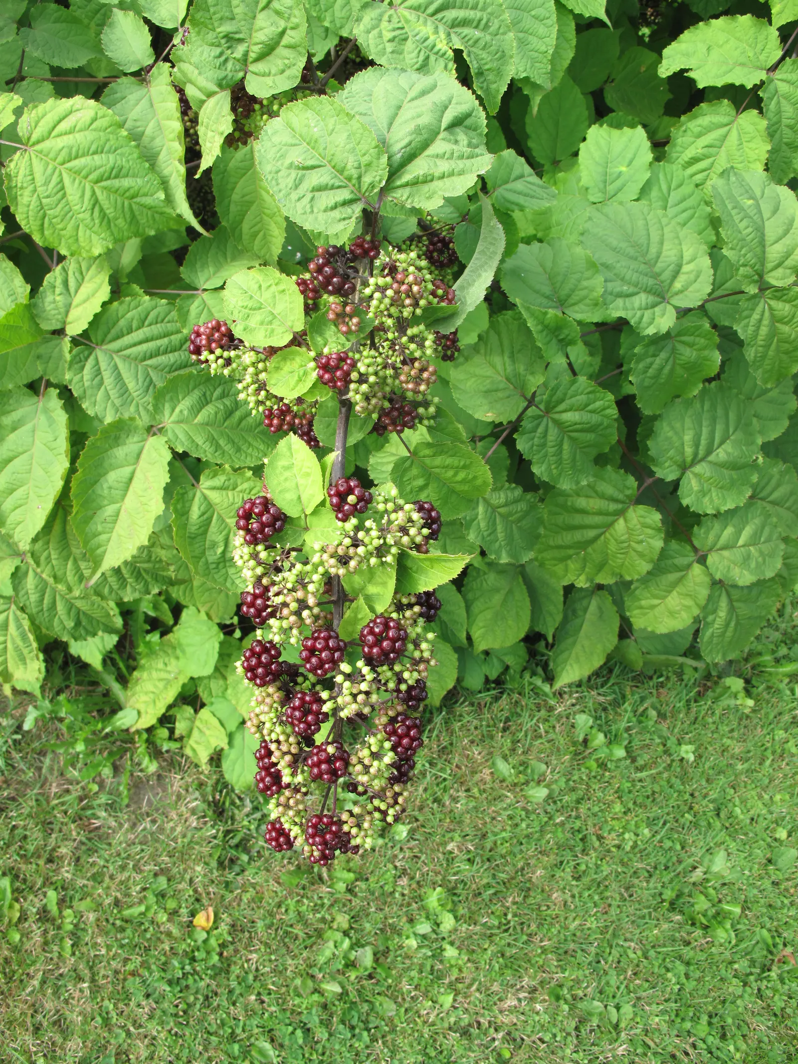 American Spikenard (Aralia Racemosa) — The American Spikenard (Aralia racemosa) is a deciduous perennial native to North America