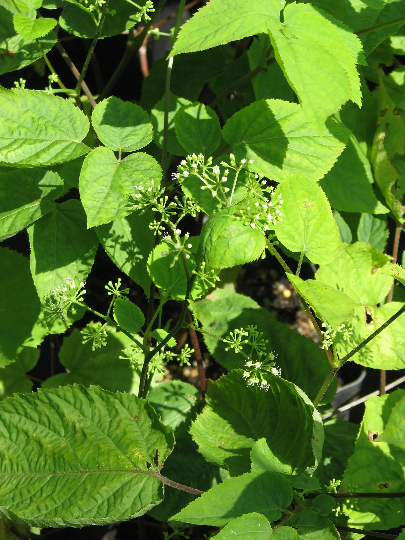 American Spikenard (Aralia Racemosa) — the American Spikenard presents a lush; providing both aesthetic appeal and ecological benefits, image 68