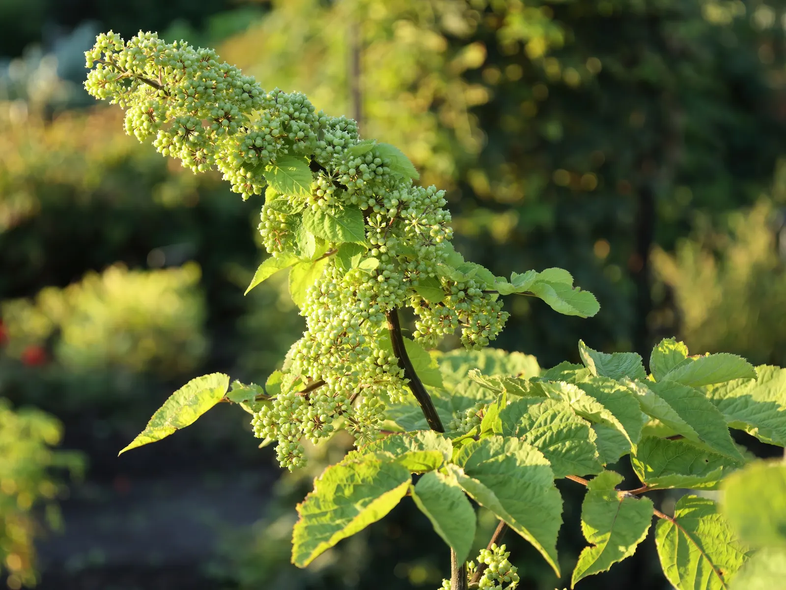 American Spikenard (Aralia Racemosa) — white to greenish flowers in feathery racemes