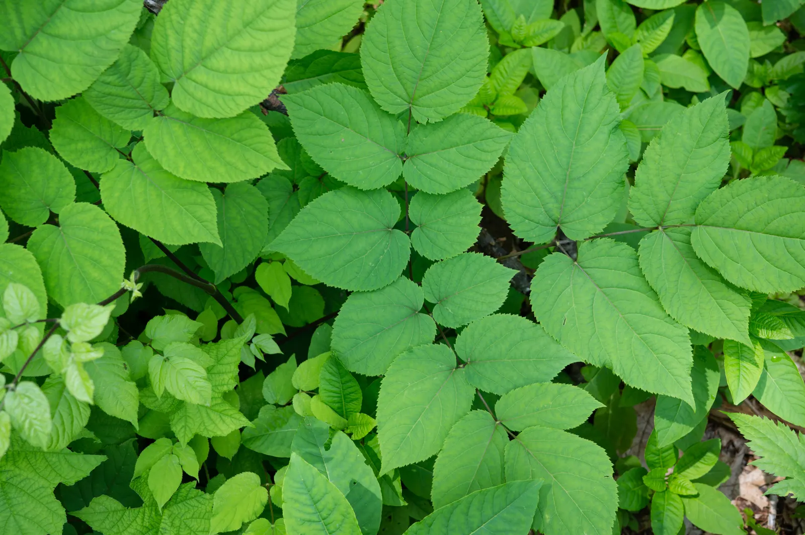 American Spikenard (Aralia Racemosa) — Aralia racemosa requires moist