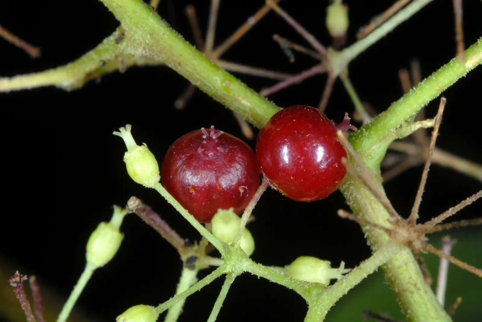 American Spikenard (Aralia Racemosa) — well-drained soil enriched with organic matter
