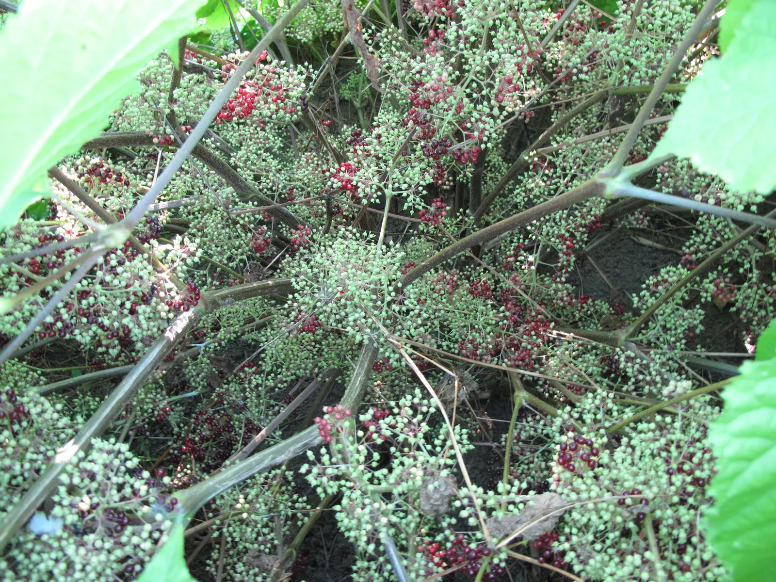 American Spikenard (Aralia Racemosa) — The American Spikenard (Aralia racemosa) is a deciduous perennial native to North America; compound racemes, image 57