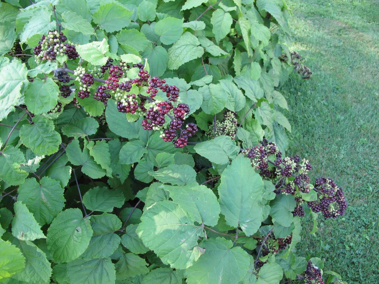 American Spikenard (Aralia Racemosa) — is a deciduous perennial plant native to the rich woodlands of Eastern North America; compound racemes in, image 65