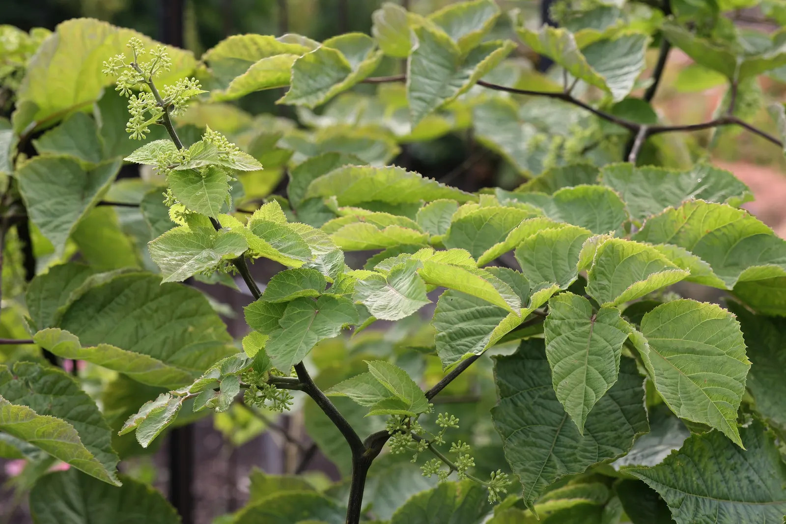 American Spikenard (Aralia Racemosa) — When considering its placement, ensure enough space is provided for its mature size