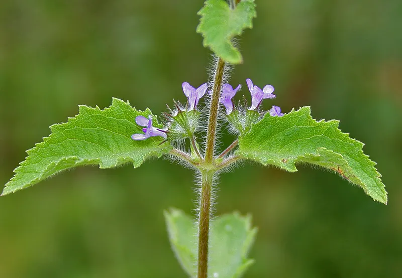 American Spikenard (Aralia Racemosa) — perennial for full or half; providing both aesthetic appeal and ecological benefits