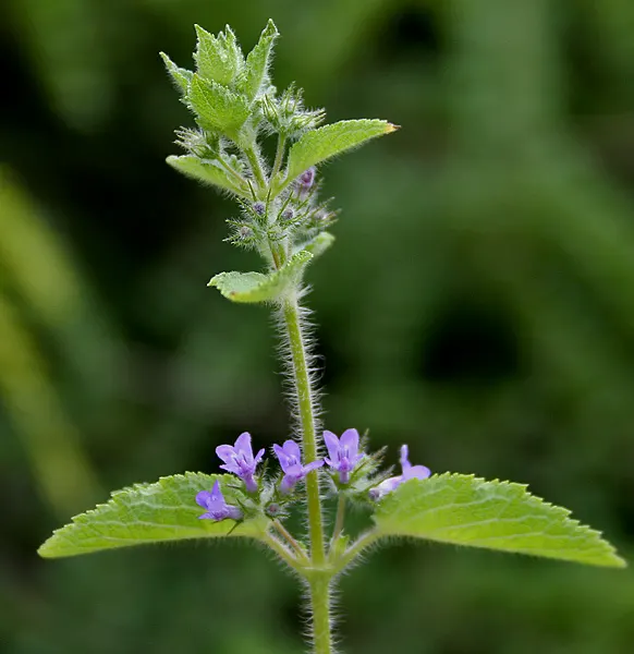 American Spikenard (Aralia Racemosa) — perennial with white blooms; which are also a food source for birds.<br><br>For optimal growth