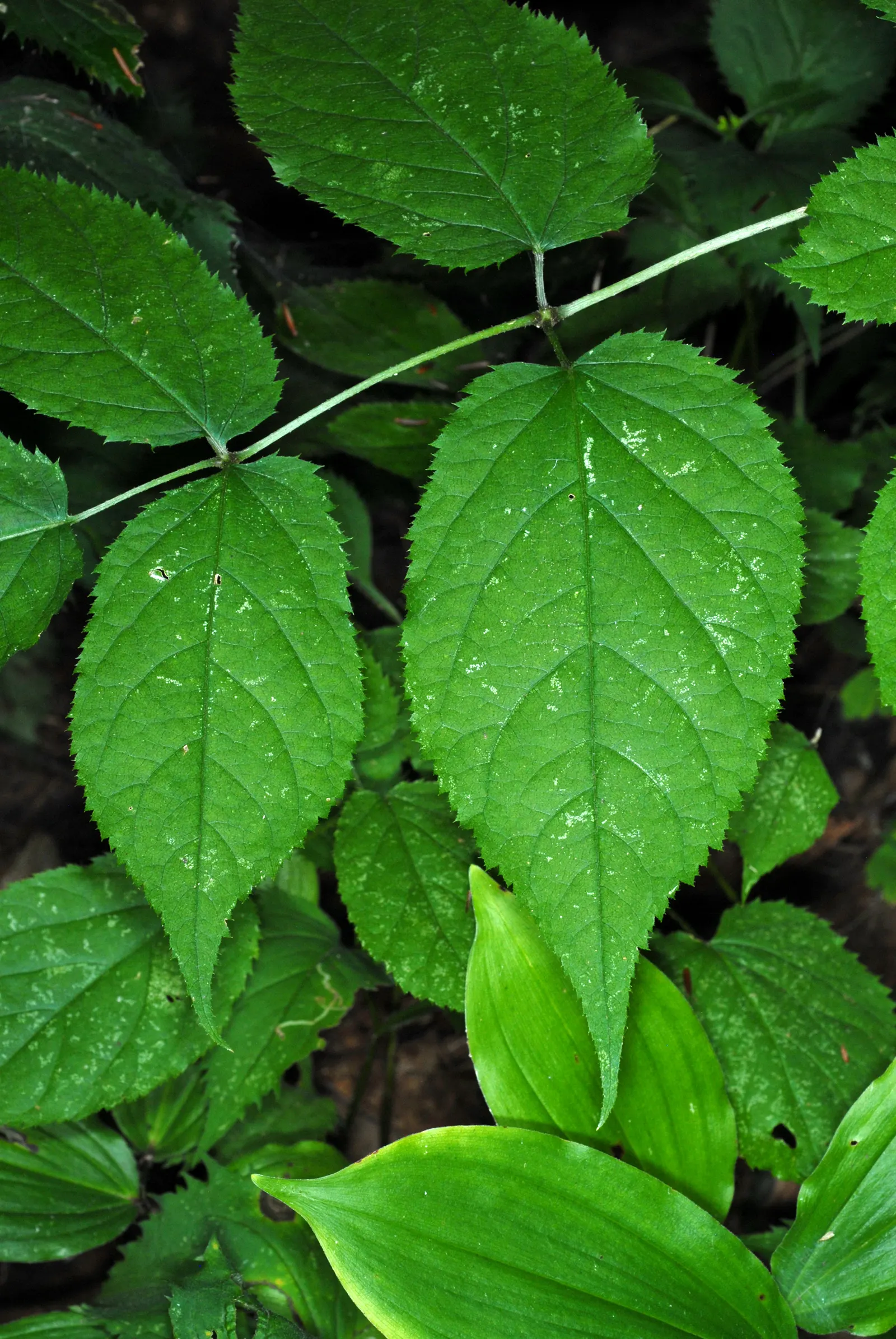 American Spikenard (Aralia Racemosa) — perennial with white blooms