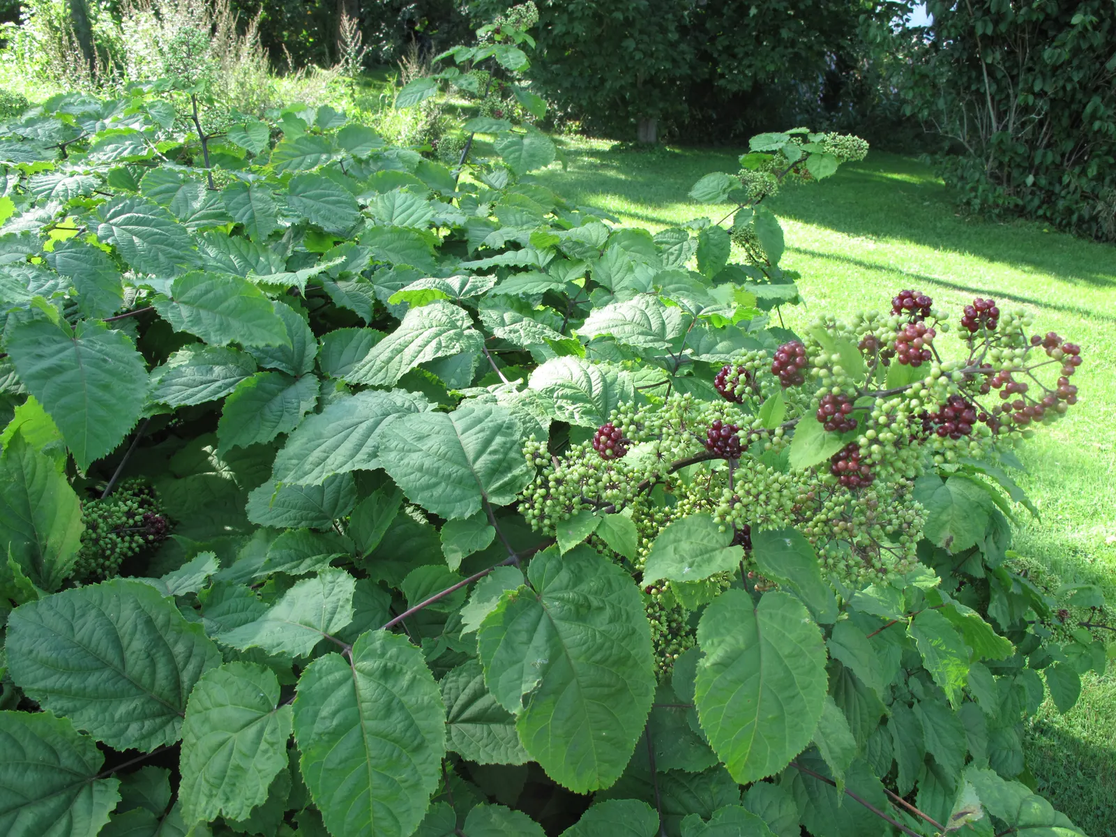 American Spikenard (Aralia Racemosa) — coarse texture in the landscape.<br><br>Reaching an average height of 3 to 5 feet with a similar spread