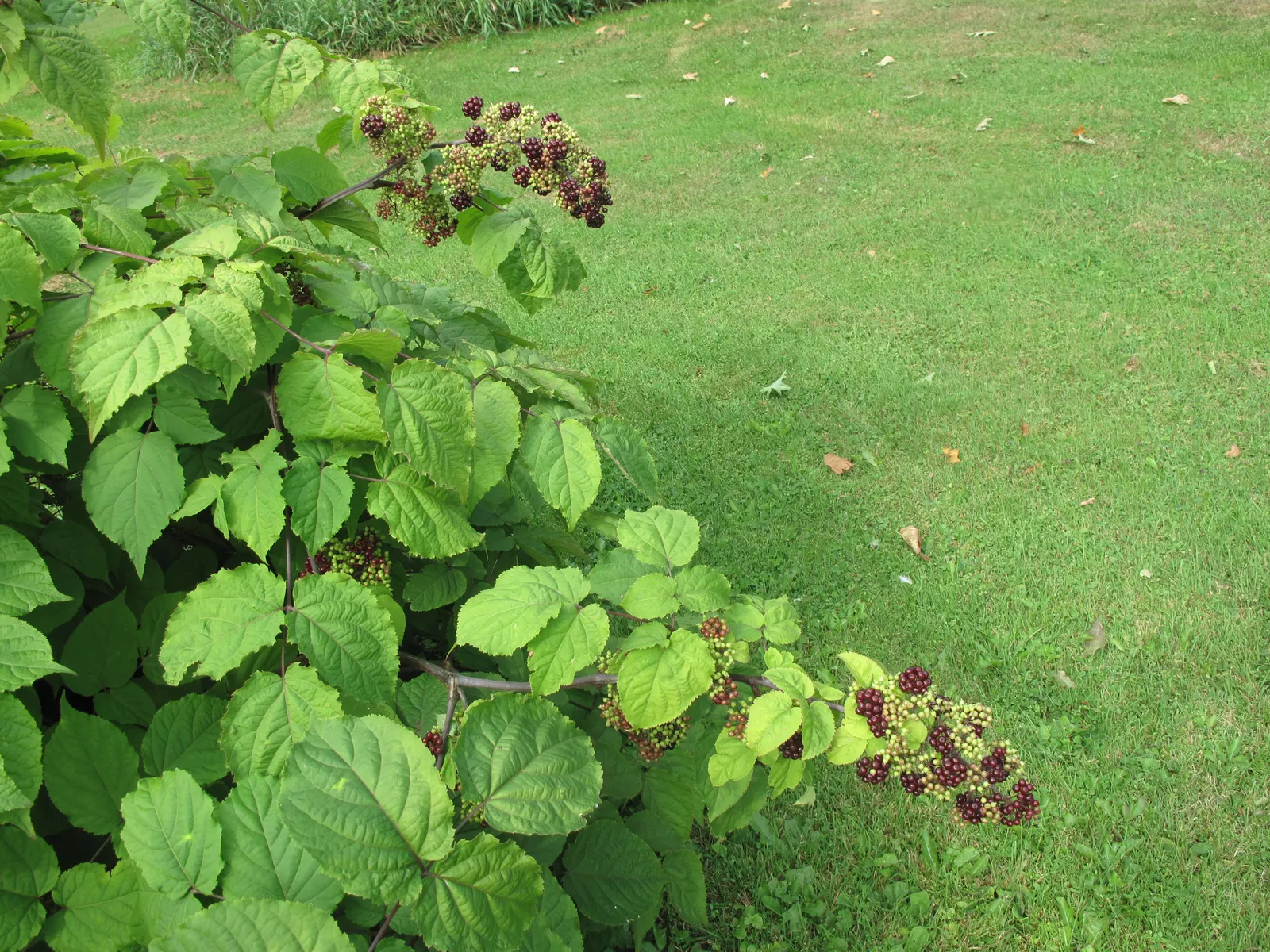 American Spikenard (Aralia Racemosa) — Thrives in partial shade to full shade and prefers moist, fertile soil