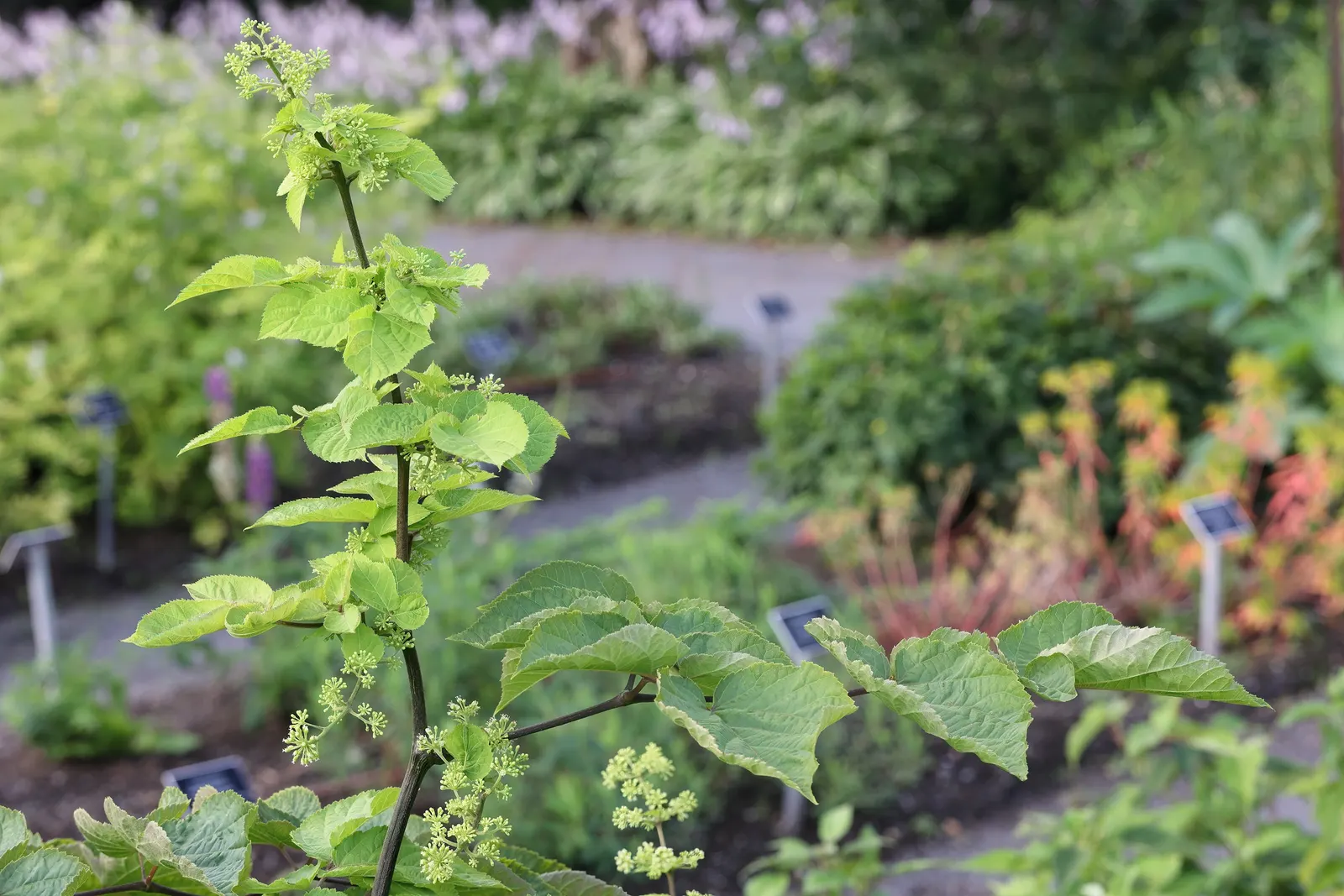 American Spikenard (Aralia Racemosa) — shade-tolerant herbaceous species that belongs to the Araliaceae family; coarse texture in the