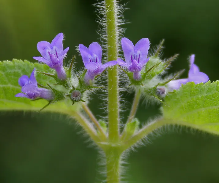 American Spikenard (Aralia Racemosa) — making it an excellent background plant in shaded garden areas or naturalized woodland settings; compound, image 69