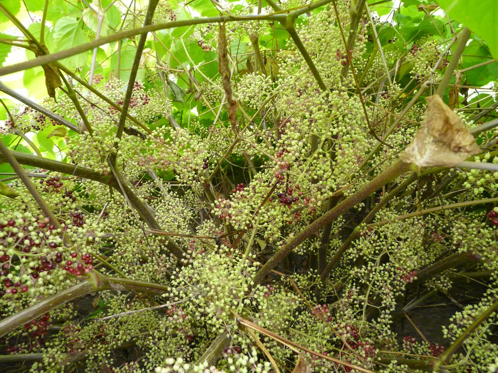 American Spikenard (Aralia Racemosa) — compound racemes in summer; providing both aesthetic appeal and ecological benefits, image 60