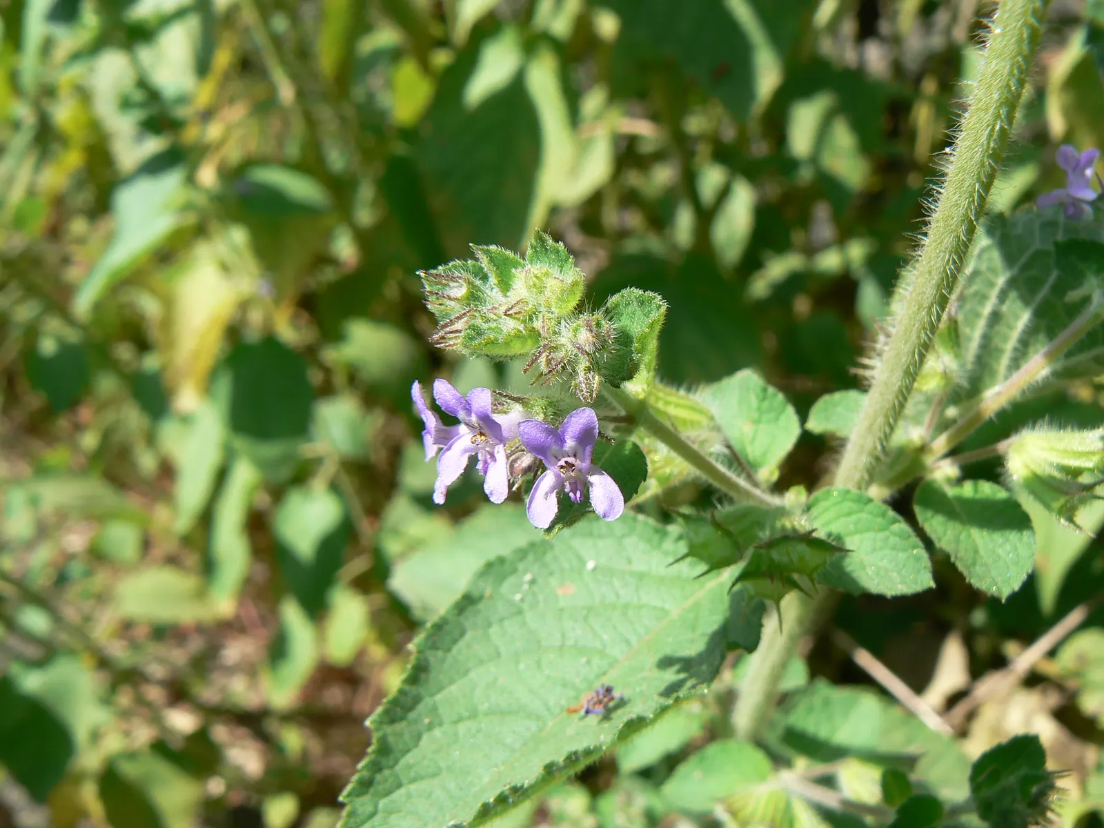 American Spikenard (Aralia Racemosa) — well-drained soil enriched with organic matter; providing both aesthetic appeal and ecological benefits