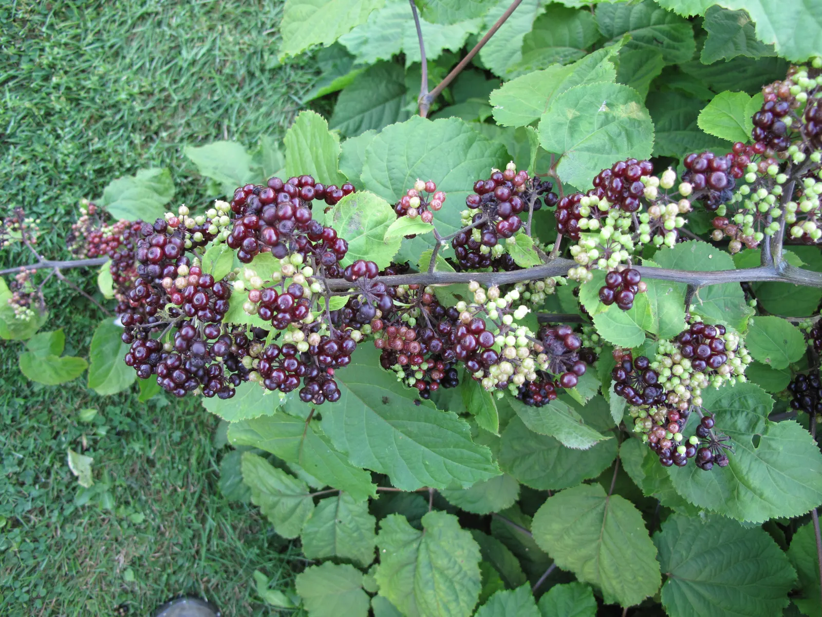American Spikenard (Aralia Racemosa) — compound racemes in summer