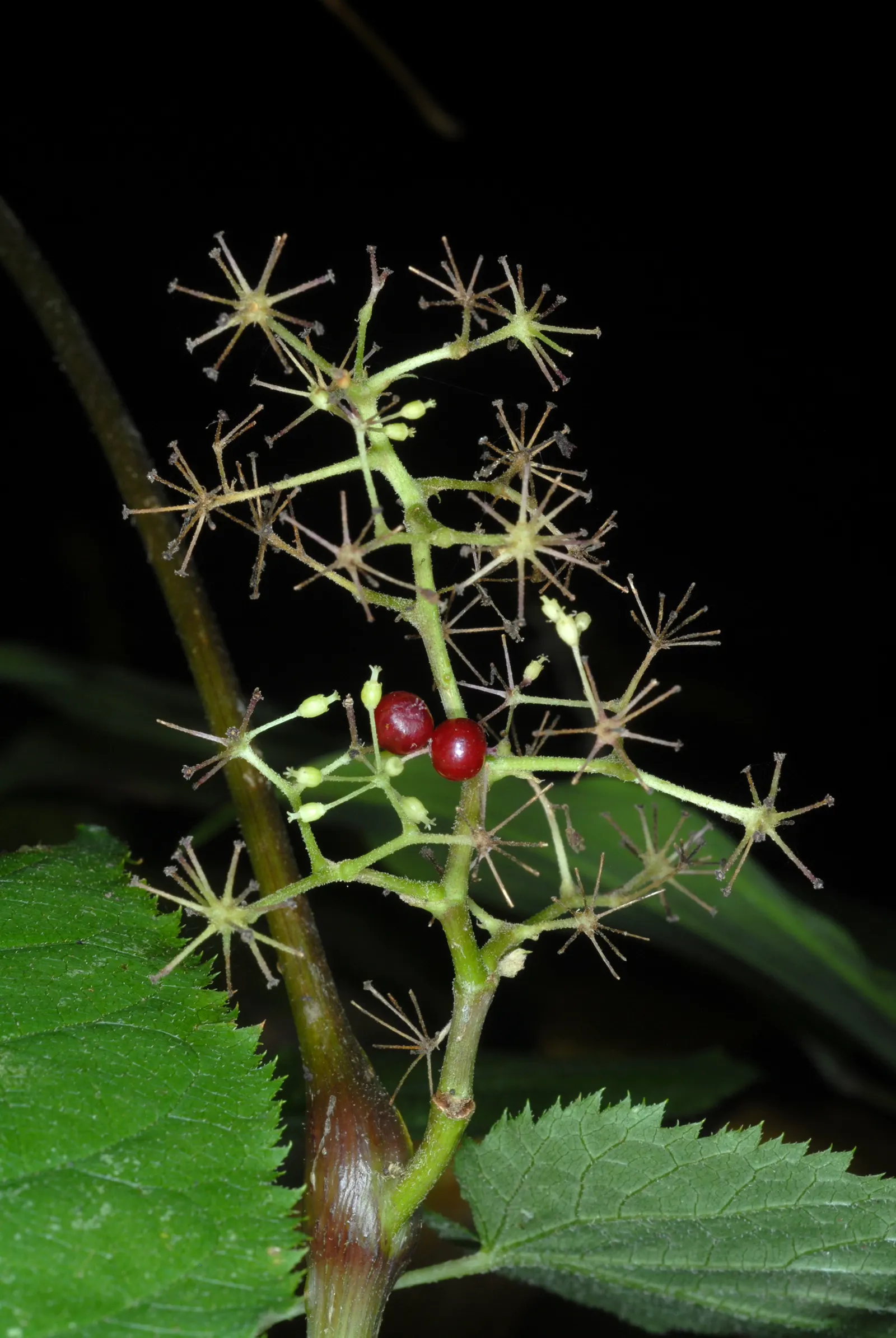 American Spikenard (Aralia Racemosa) — commonly known as American Spikenard; providing both aesthetic appeal and ecological benefits, image 64